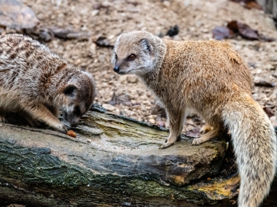 Yellow mongoose - De Zonnegloed - Animal park - Animal refuge centre 
